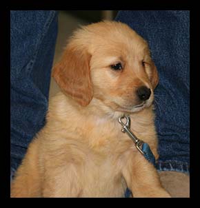 A cute puppy Golden Retriever